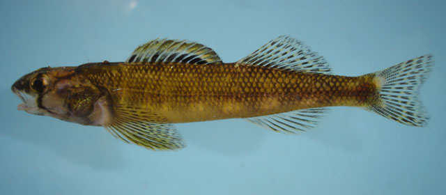 Percina crassa