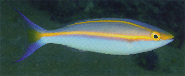 Pentapodus emeryii