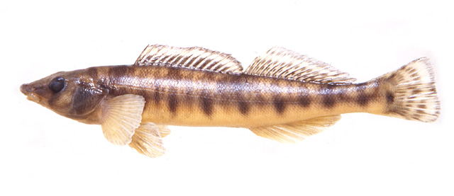 Percina fulvitaenia