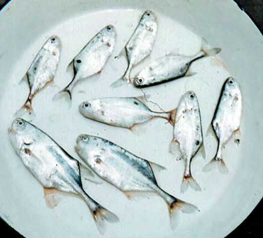 Petrocephalus grandoculis