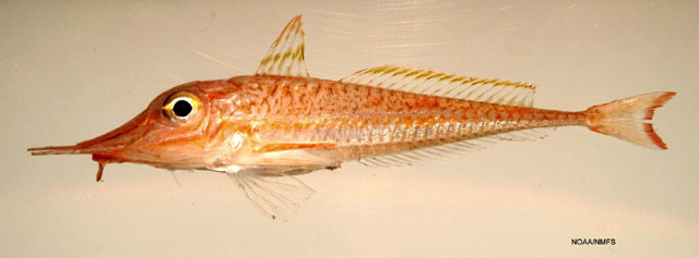 Pegra_u2.jpg