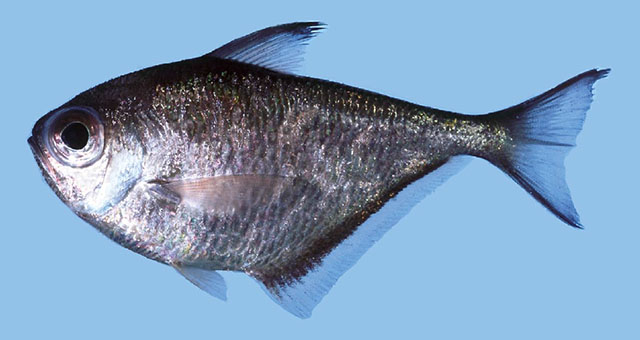 Pempheris heemstraorum