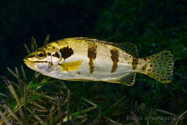 Pelsartia humeralis