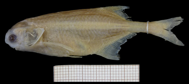 Petrocephalus hutereaui