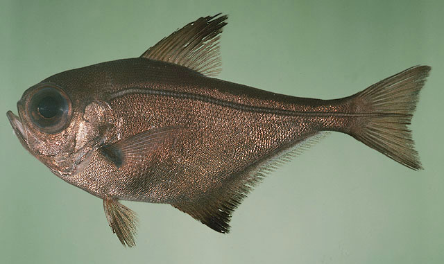Pempheris japonica