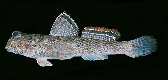 Periophthalmus kalolo
