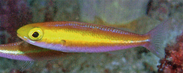 Pentapodus komodoensis