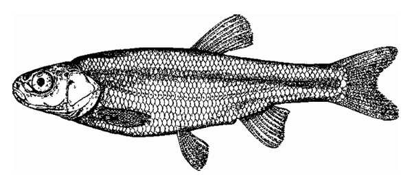 Petroleuciscus kurui