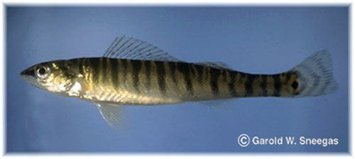 Percina macrolepida