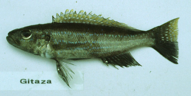 Perissodus microlepis