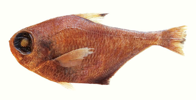 Pemus_m0.jpg