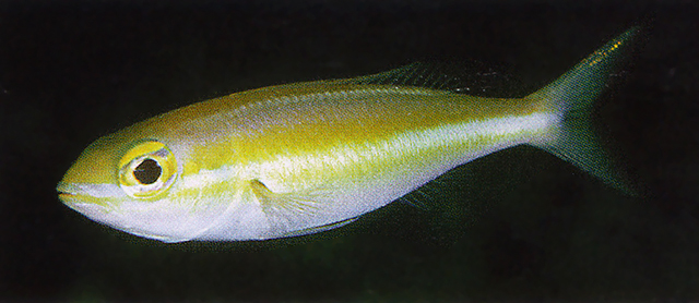 Pentapodus nagasakiensis