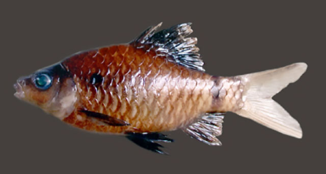 Pethia nigripinnis