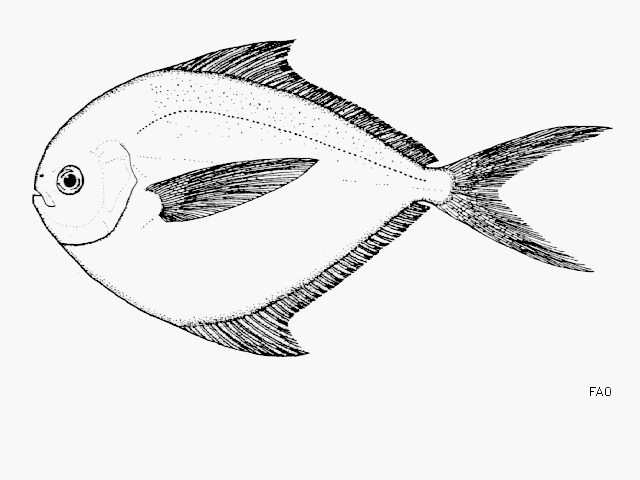 Peprilus ovatus