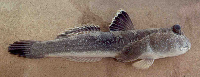 Periophthalmodon schlosseri