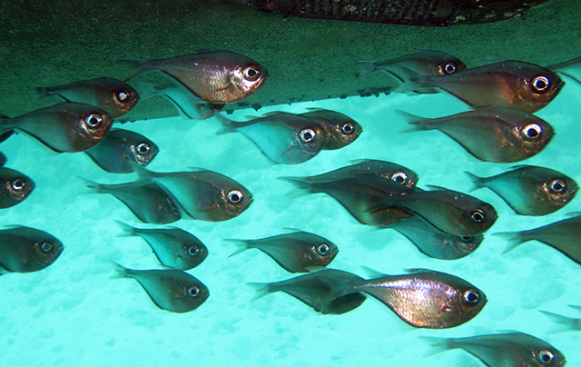 Pempheris schomburgkii