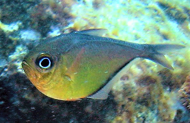 Pempheris schreineri