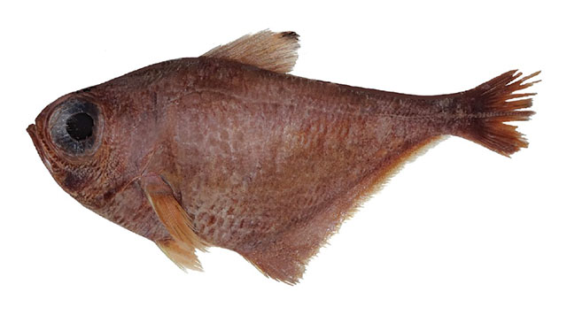 Pempheris smithorum