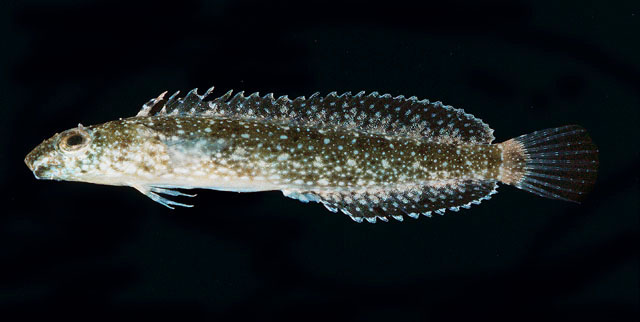 Petroscirtes thepassii