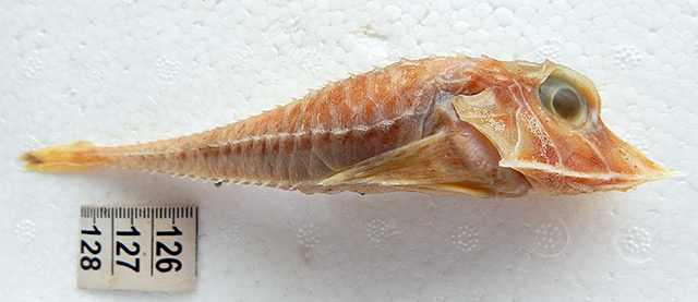 Peristedion thompsoni