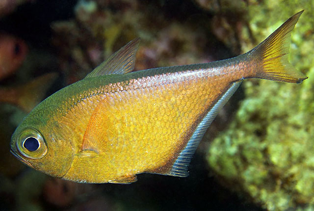Pempheris tominagai