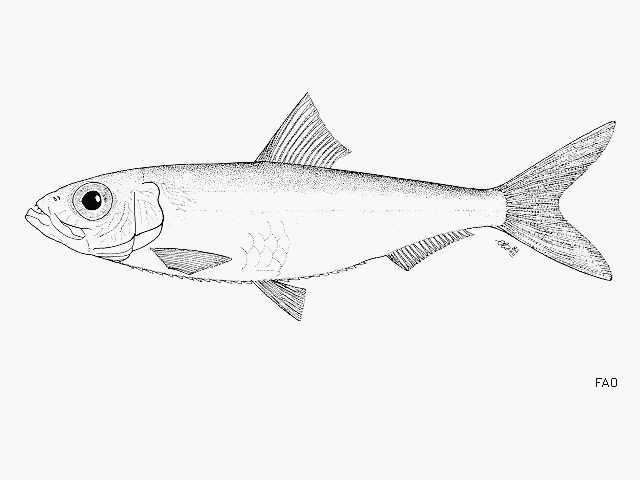 Pellonula vorax