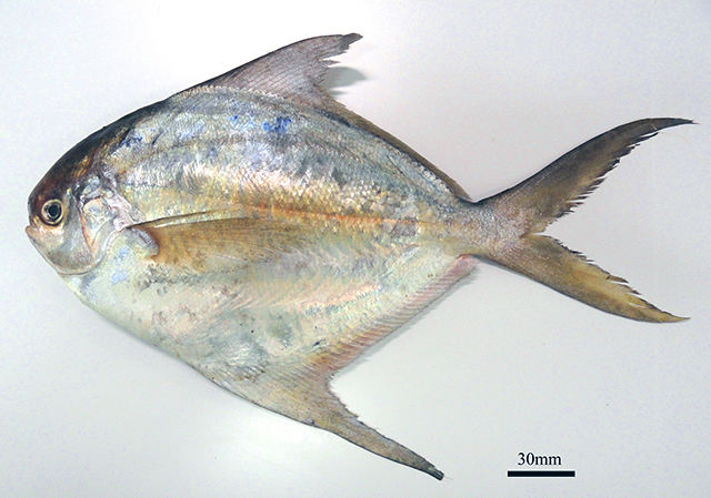 Peprilus xanthurus