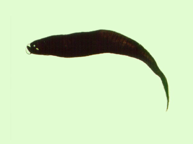 Phalb_u0.jpg