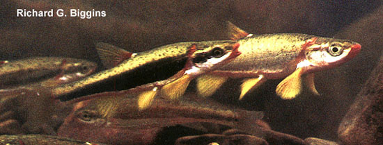 Chrosomus cumberlandensis