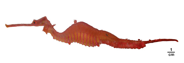 Phyllopteryx dewysea