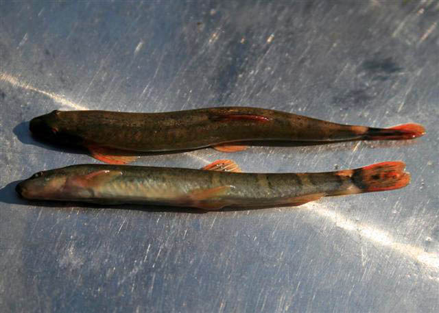 Physoschistura elongata