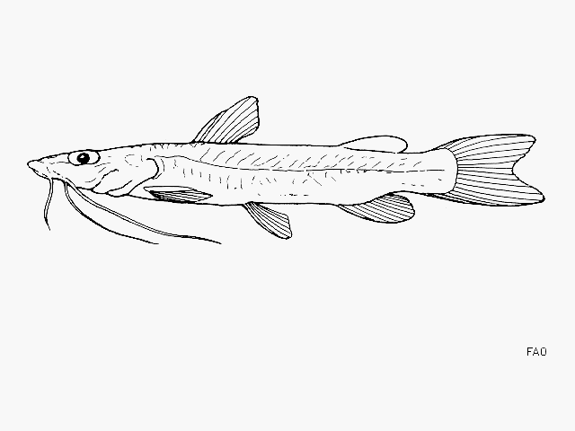 Phyllonemus filinemus