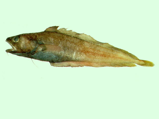 Physiculus japonicus