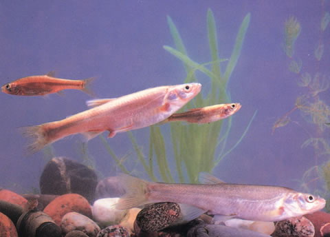 Rhynchocypris oxycephala