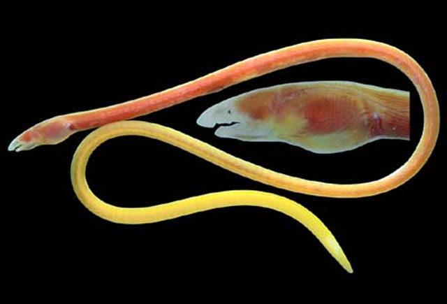 Phaenomonas pinnata