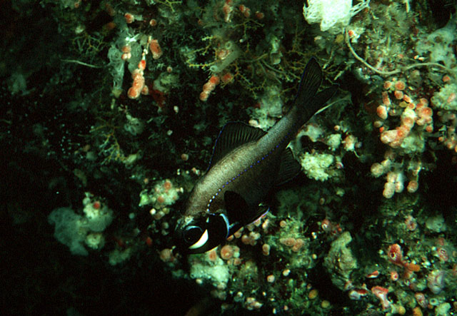 Photoblepharon steinitzi