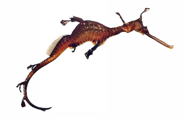 Phyllopteryx taeniolatus