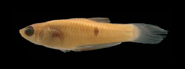 Phalloceros titthos