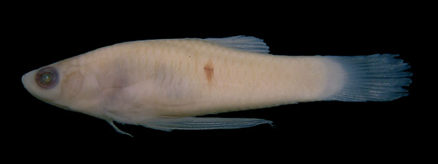 Phalloceros tupinamba