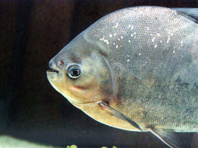 Pibra_u4.jpg