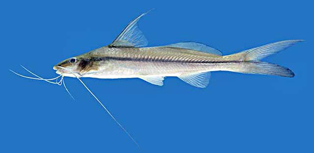 Pimelodella gracilis