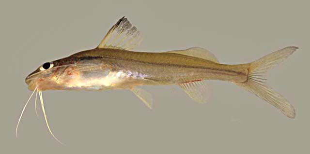 Pimelodella macturki