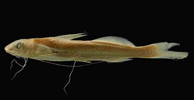 Pimelodella megalops