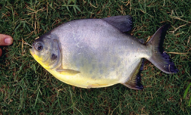Piaractus mesopotamicus
