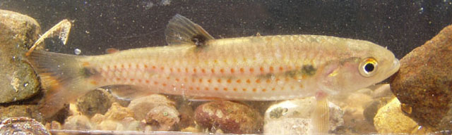Lebiasina panamensis