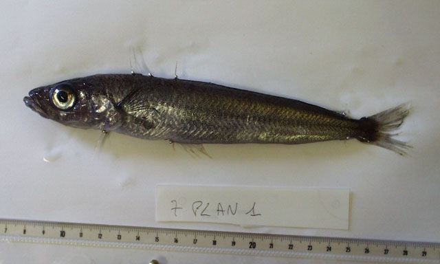 Pleuragramma antarcticum