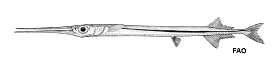 Platybelone argalus