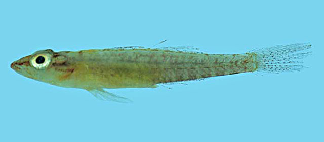 Pleurosicya bilobata