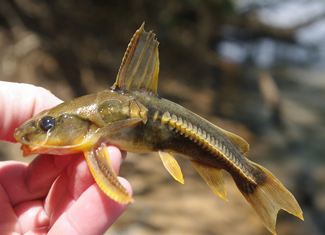 Platydoras birindellii