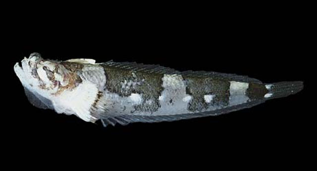 Platygillellus bussingi